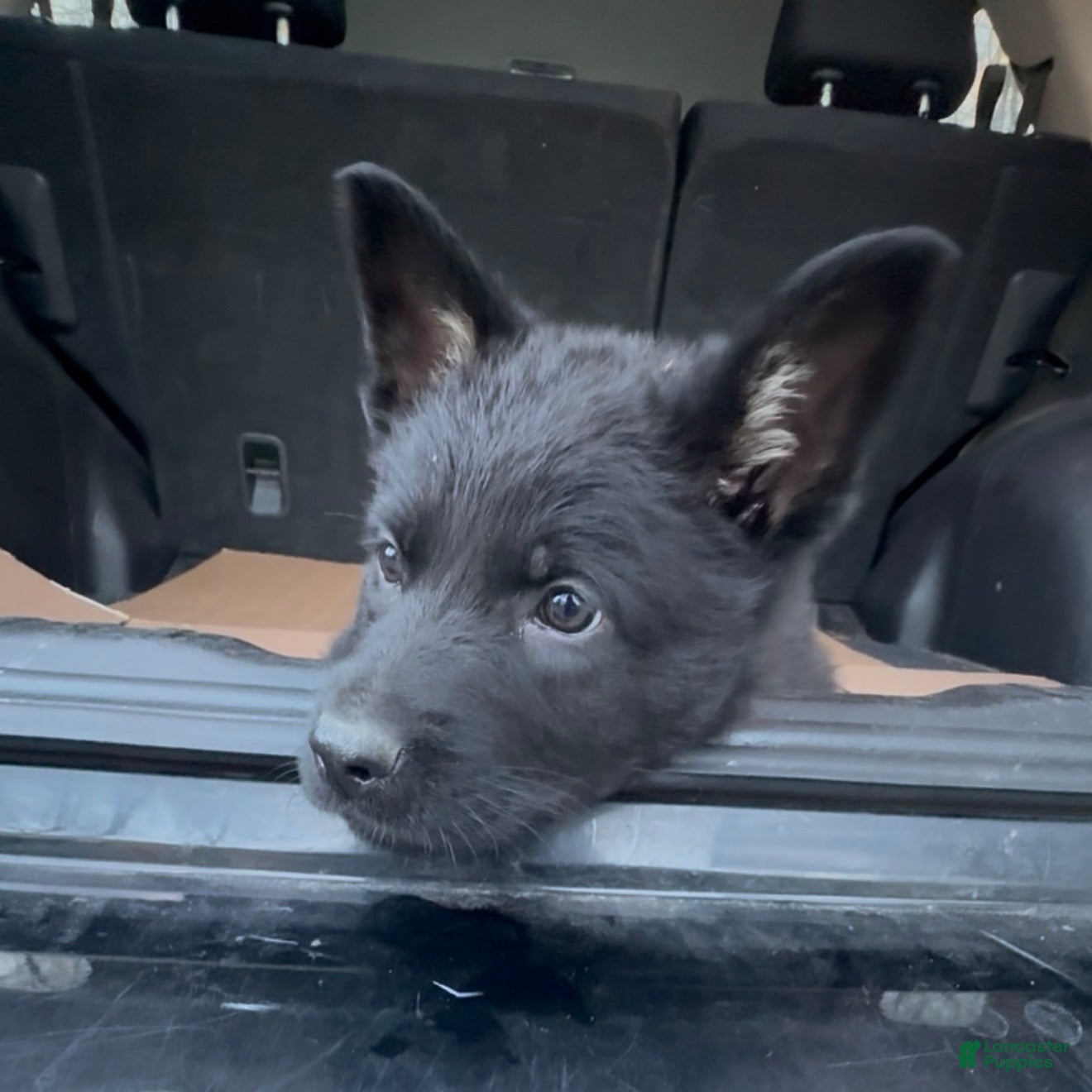 German Shepherd dogs TIC TAC - Ad 1