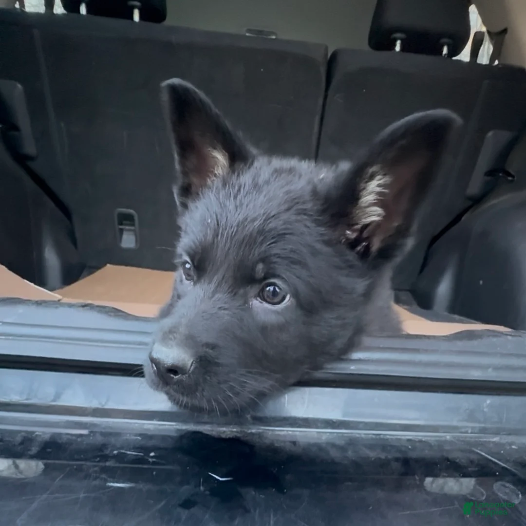 German Shepherd dogs for sale: TIC TAC - Ad 1