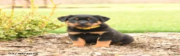 Rottweiler dogs for sale: Hunter - Ad 5