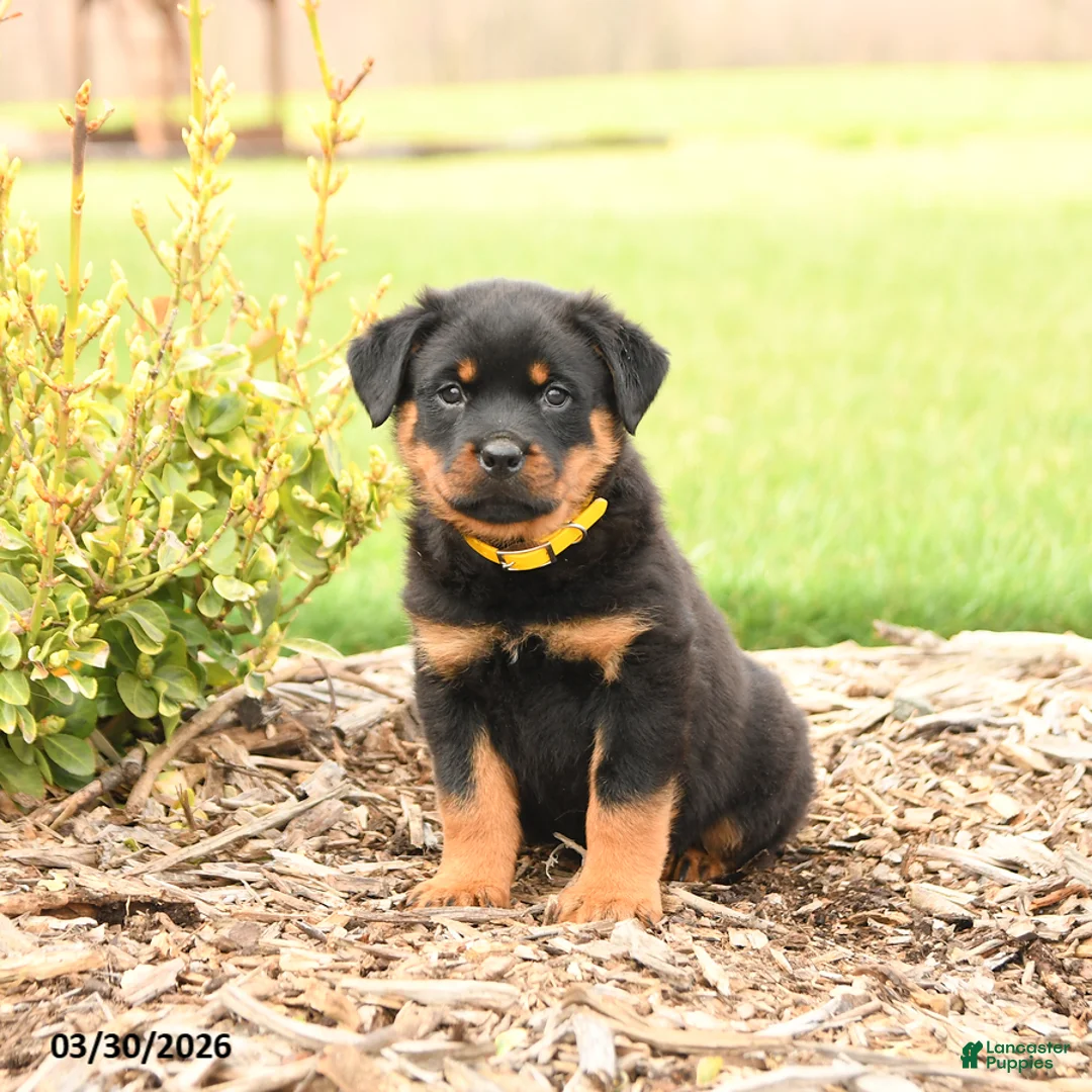 Rottweiler dogs for sale: Hunter - Ad 5