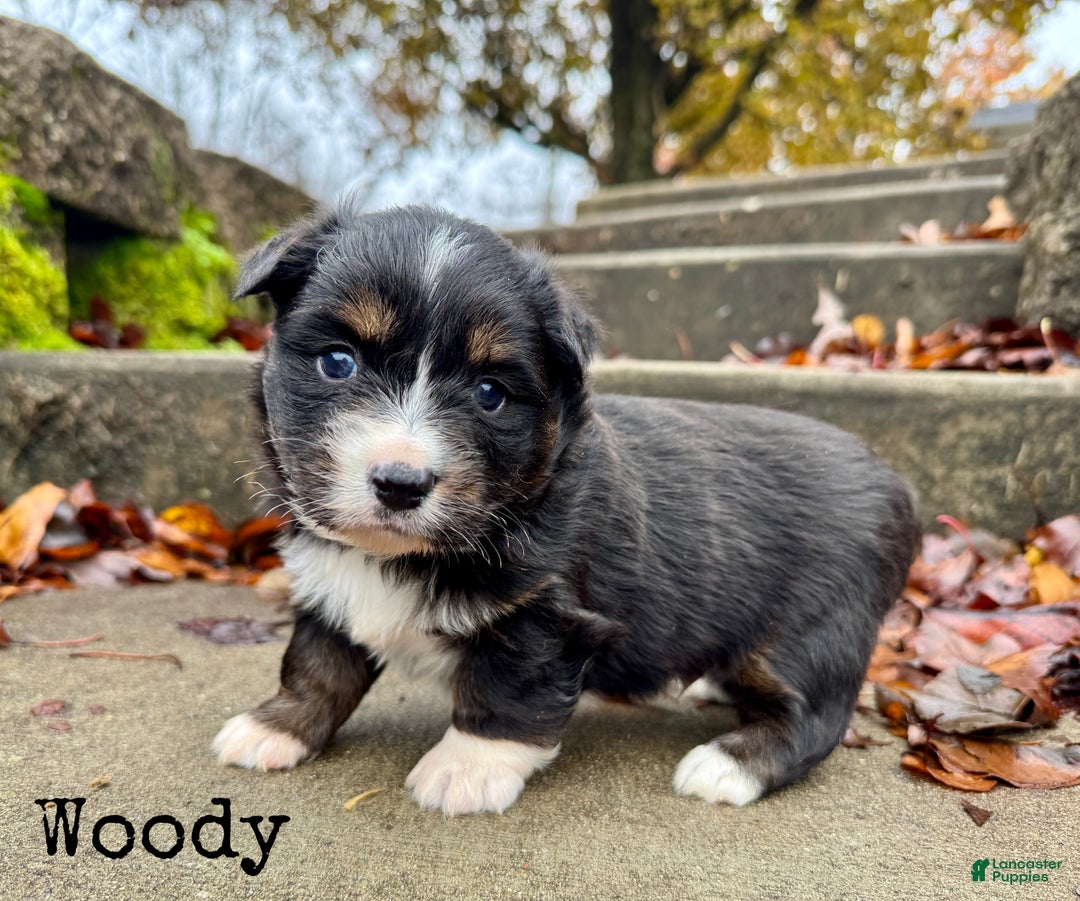 Mixed Breed dogs for sale: Woody - Ad 1