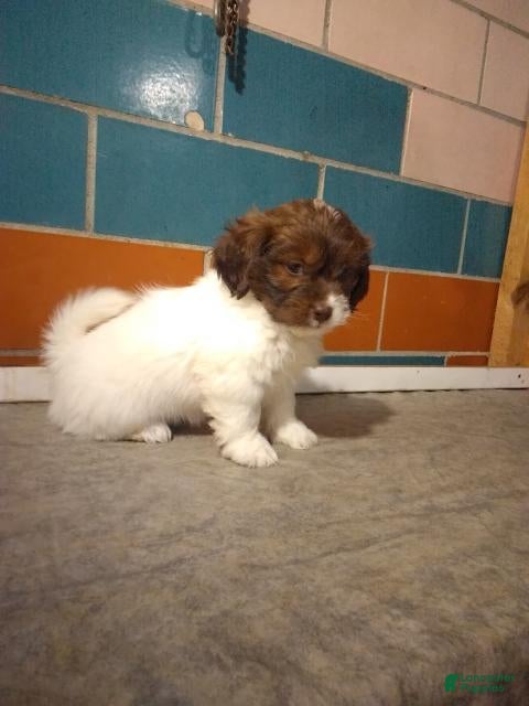 Shihpoo dogs Maggie  - Ad 2