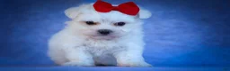 Maltese dogs for sale: Mirella🎀 - Ad 4