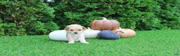 Toy Poodle dogs for sale: AKC Ellie(tiny) - Ad 5
