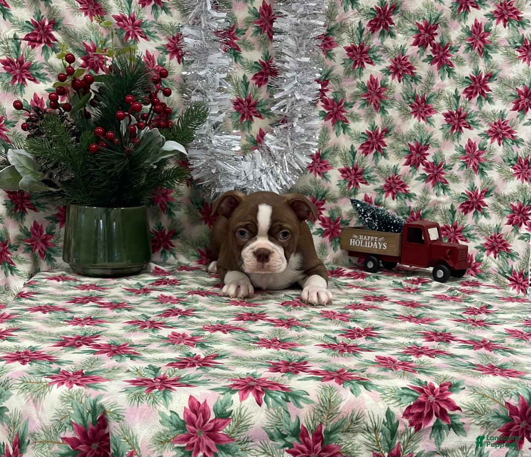 Boston Terrier dogs for sale: Annie - Ad 10