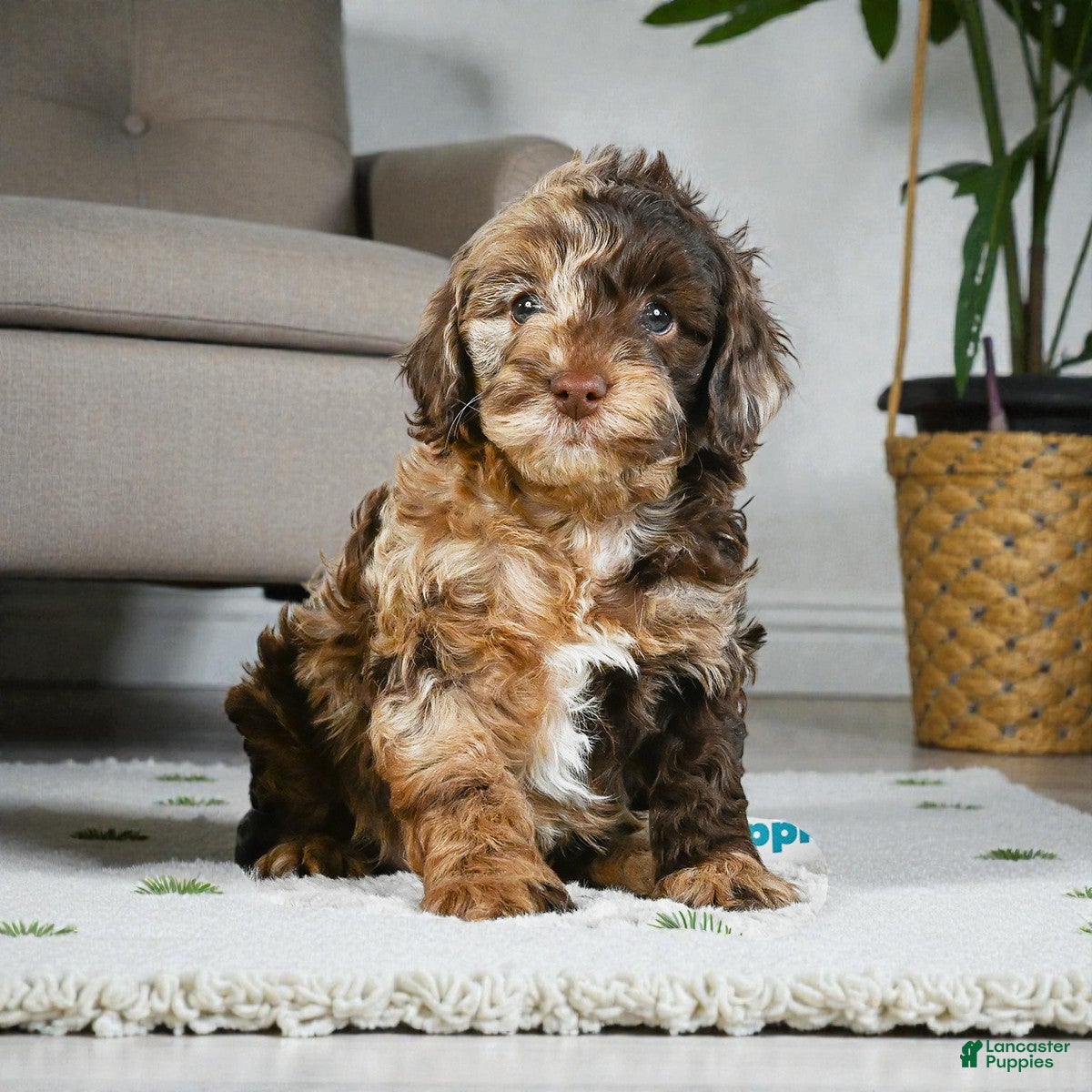 Cockapoo dogs jasper - Ad 13
