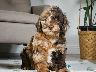 Cockapoo dogs jasper - Ad 13
