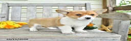 Welsh Corgi Pembroke dogs for sale: Princess - Ad 2