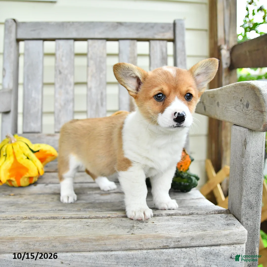 Welsh Corgi Pembroke dogs for sale: Princess - Ad 2