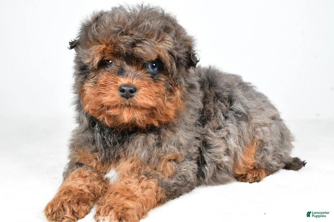 Aussiedoodle dogs for sale: Braxtor - Ad 4