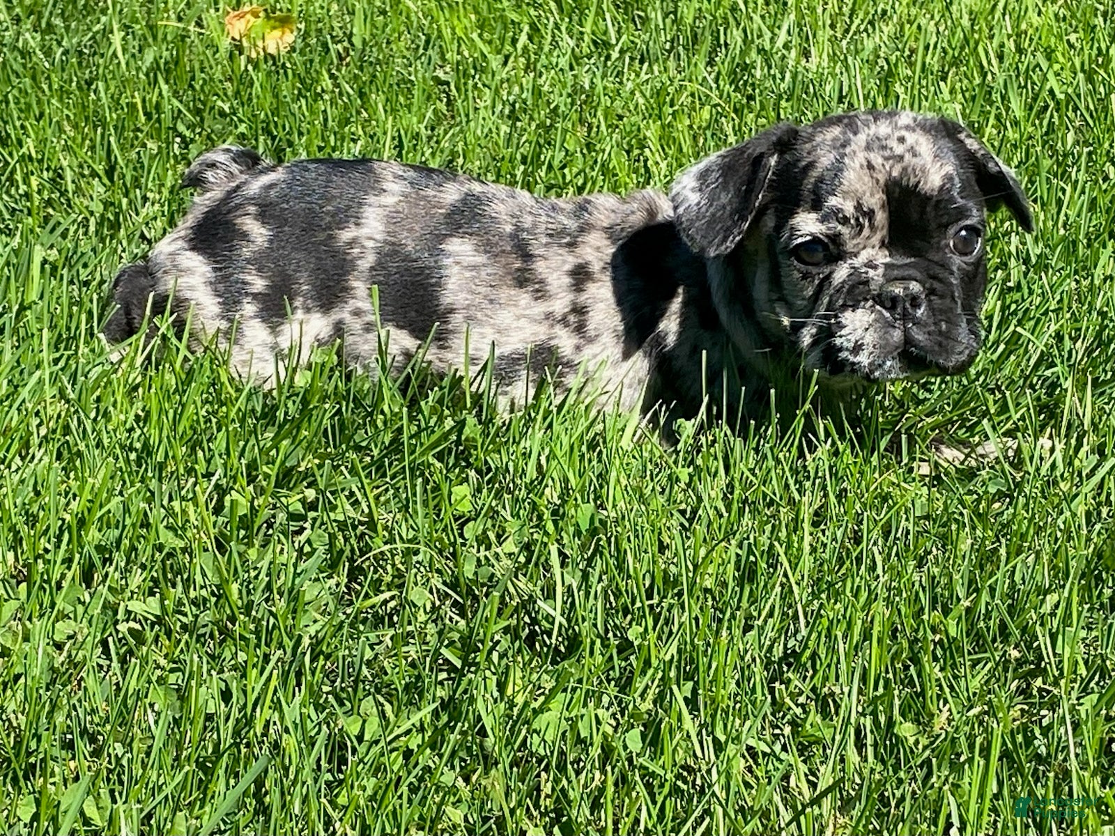 French Bulldog dogs Dawson - Ad 1
