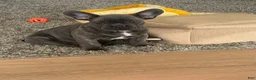 French Bulldog dogs for sale: Jax - Ad 4