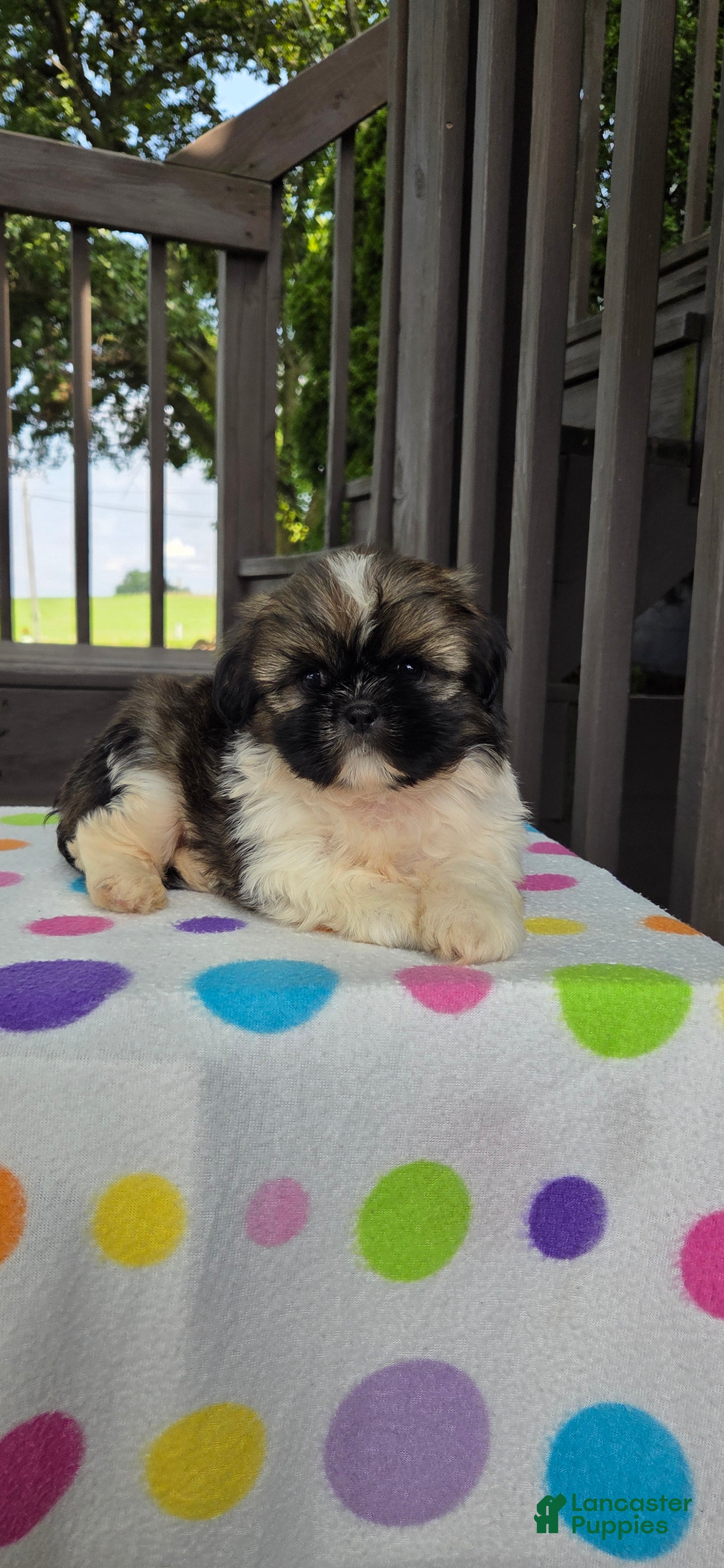 Shih Tzu dogs Omar - Ad 2