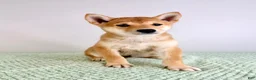 Shiba Inu dogs for sale: AKC Cricket - Ad 4