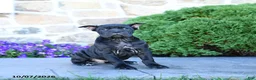 Cane Corso dogs for sale: Brandy - Ad 3