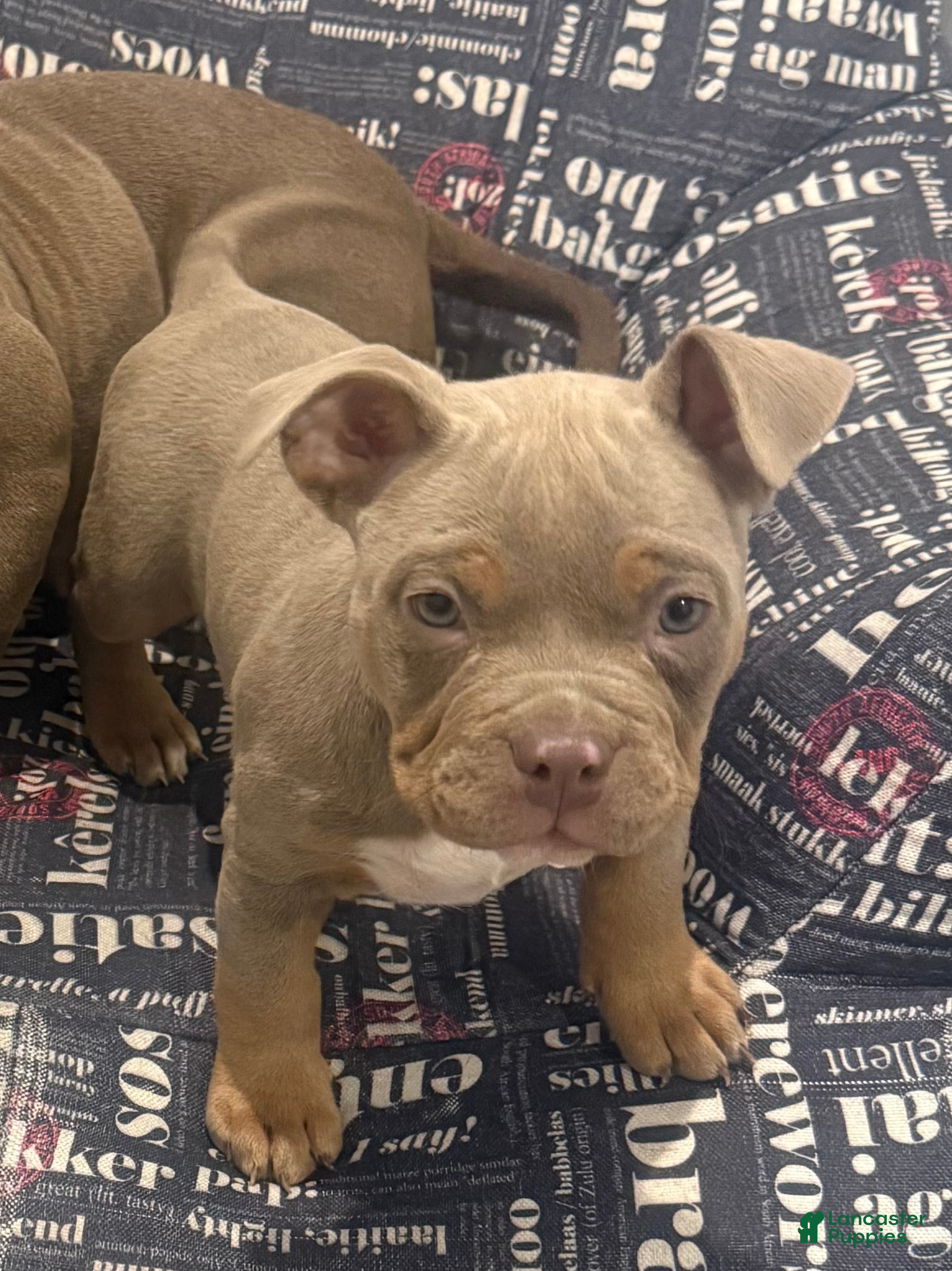 American Bully dogs American Bully Puppy 1 - Ad 25