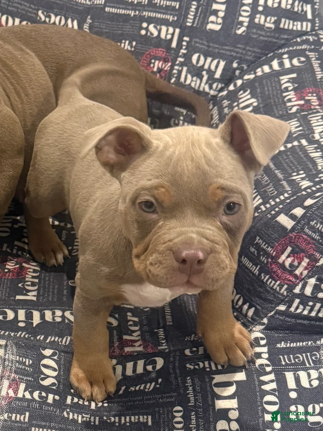 American Bully dogs for sale: American Bully Puppy 1 - Ad 1
