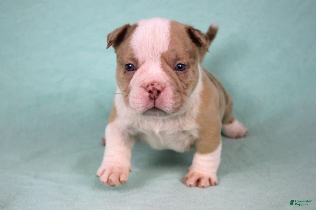 American Bully dogs for sale: Chocolate Merle Male - Ad 4