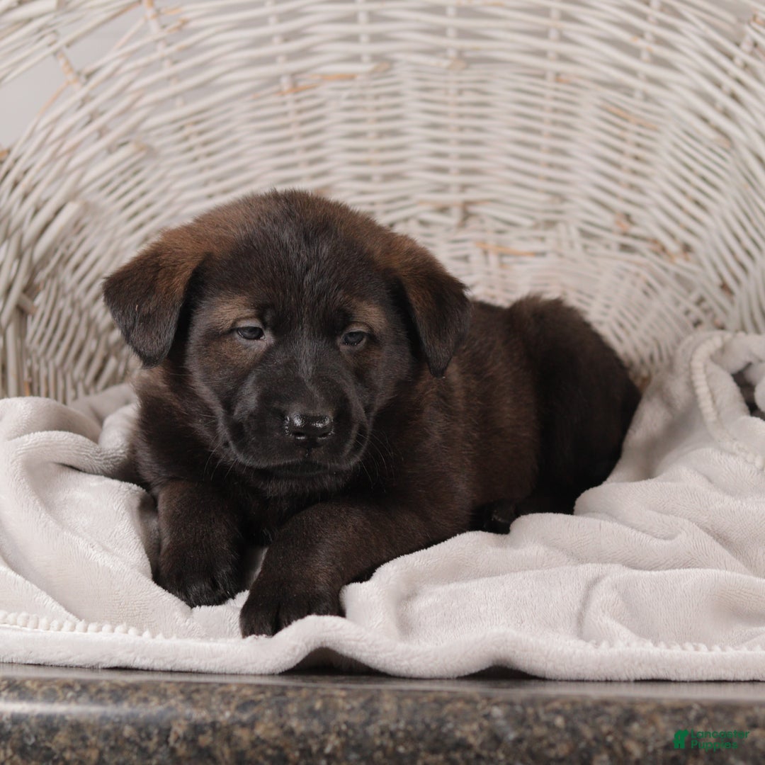 Mixed Breed dogs for sale: Polly - Ad 4