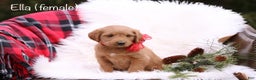 Labradoodle dogs for sale: Ella - Ad 1