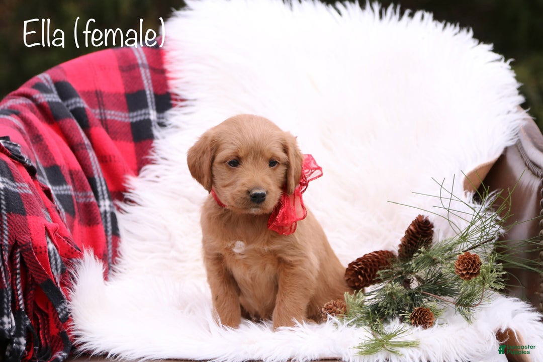 Labradoodle dogs for sale: Ella - Ad 1