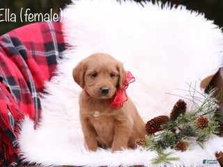 Labradoodle dogs Ella - Ad 9