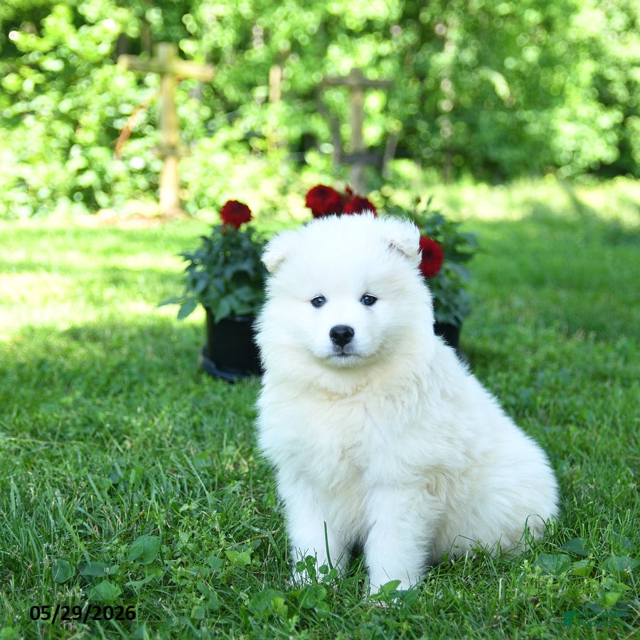 Samoyed dogs Ghost  - Ad 1