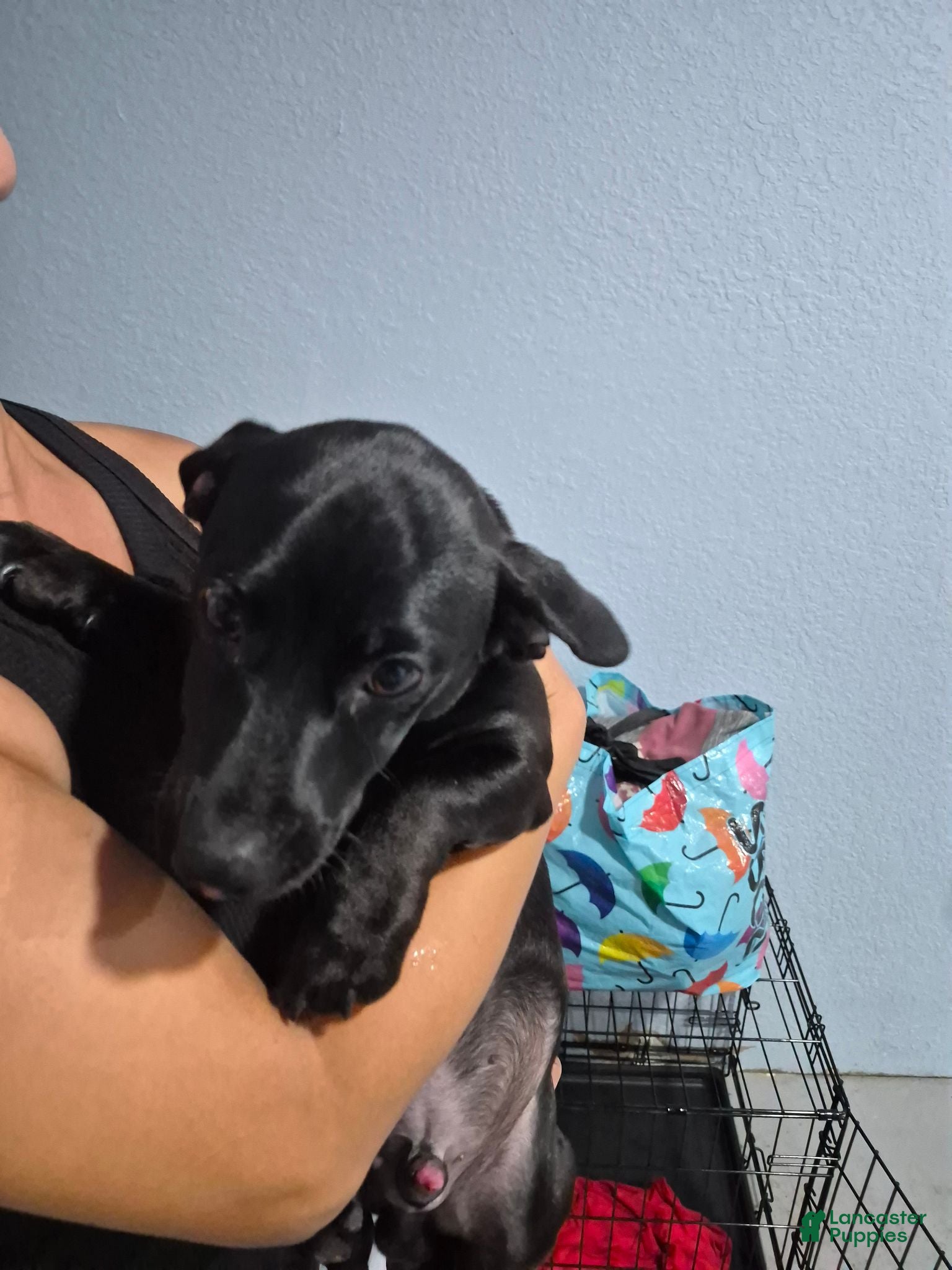 Dachshund dogs Dachshund 1 - Ad 8