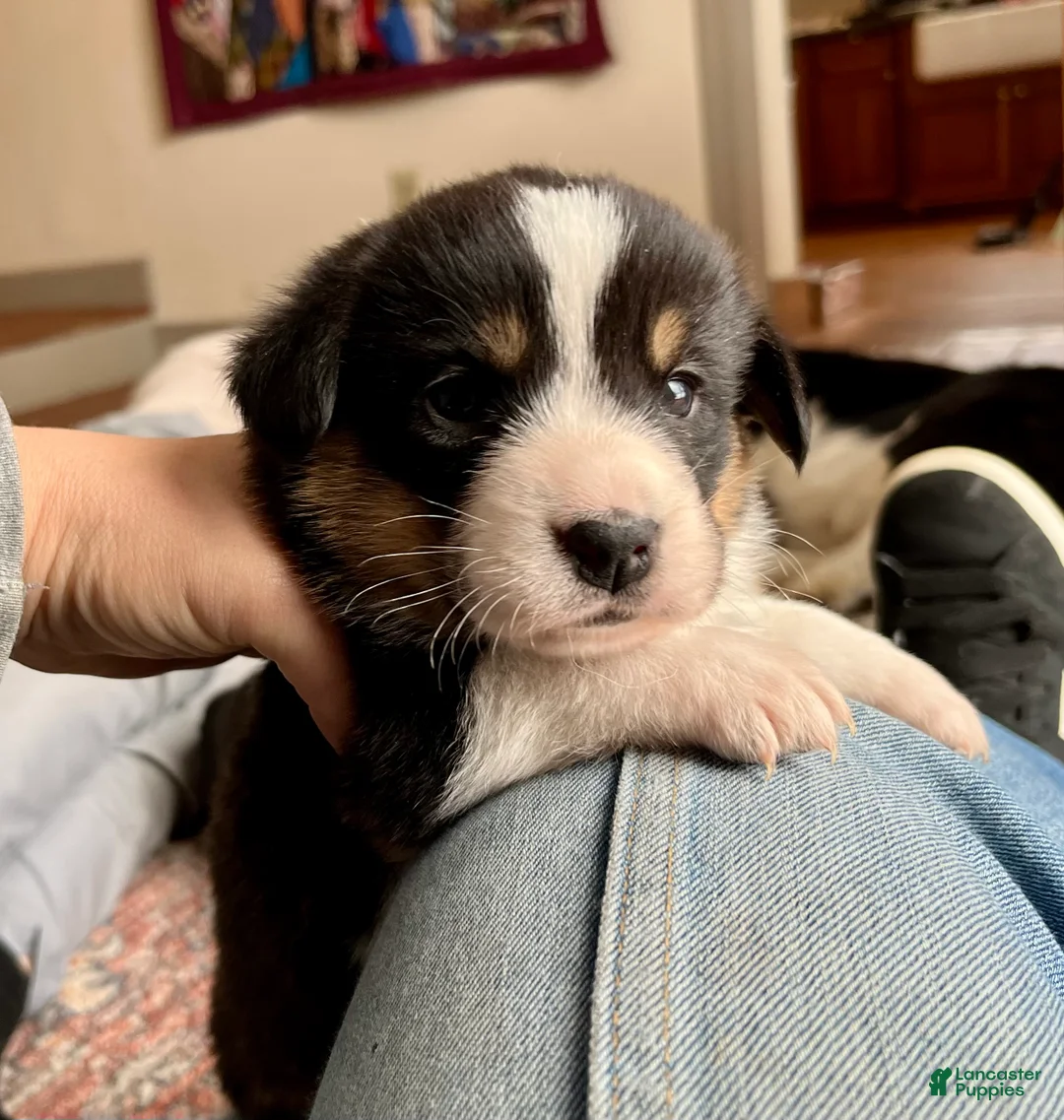 Welsh Corgi Cardigan dogs for sale: Welsh Corgi Cardigan Puppy 8: DeLorean - Ad 1