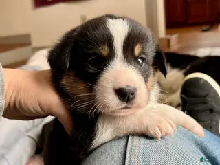 Welsh Corgi Cardigan dogs Welsh Corgi Cardigan Puppy 8: DeLorean - Ad 5