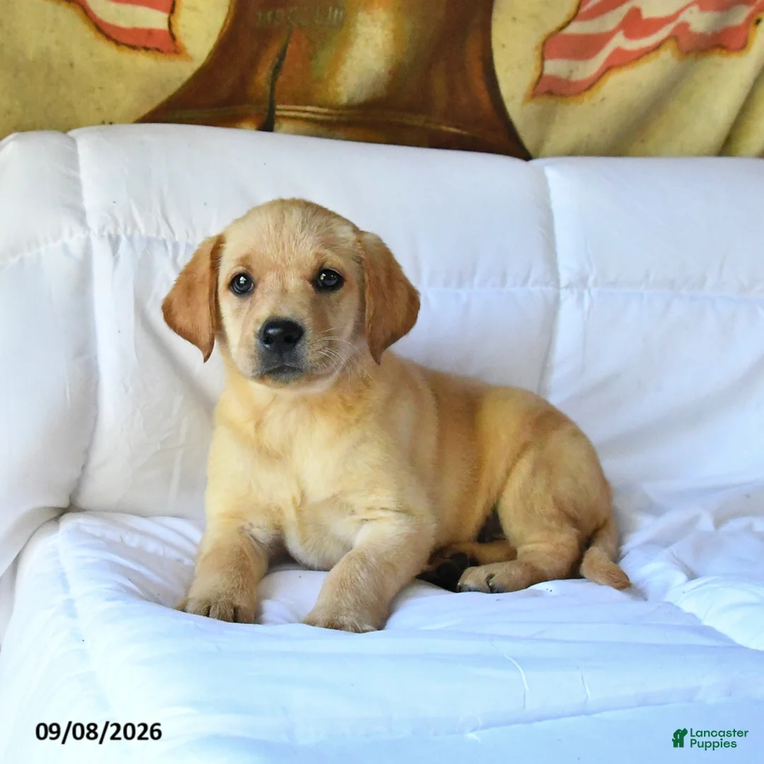 Labrador Retriever dogs for sale: Ruby - Ad 2