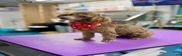 Toy Poodle dogs for sale: Brownie - Ad 1