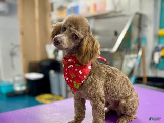 Toy Poodle dogs Brownie - Ad 28