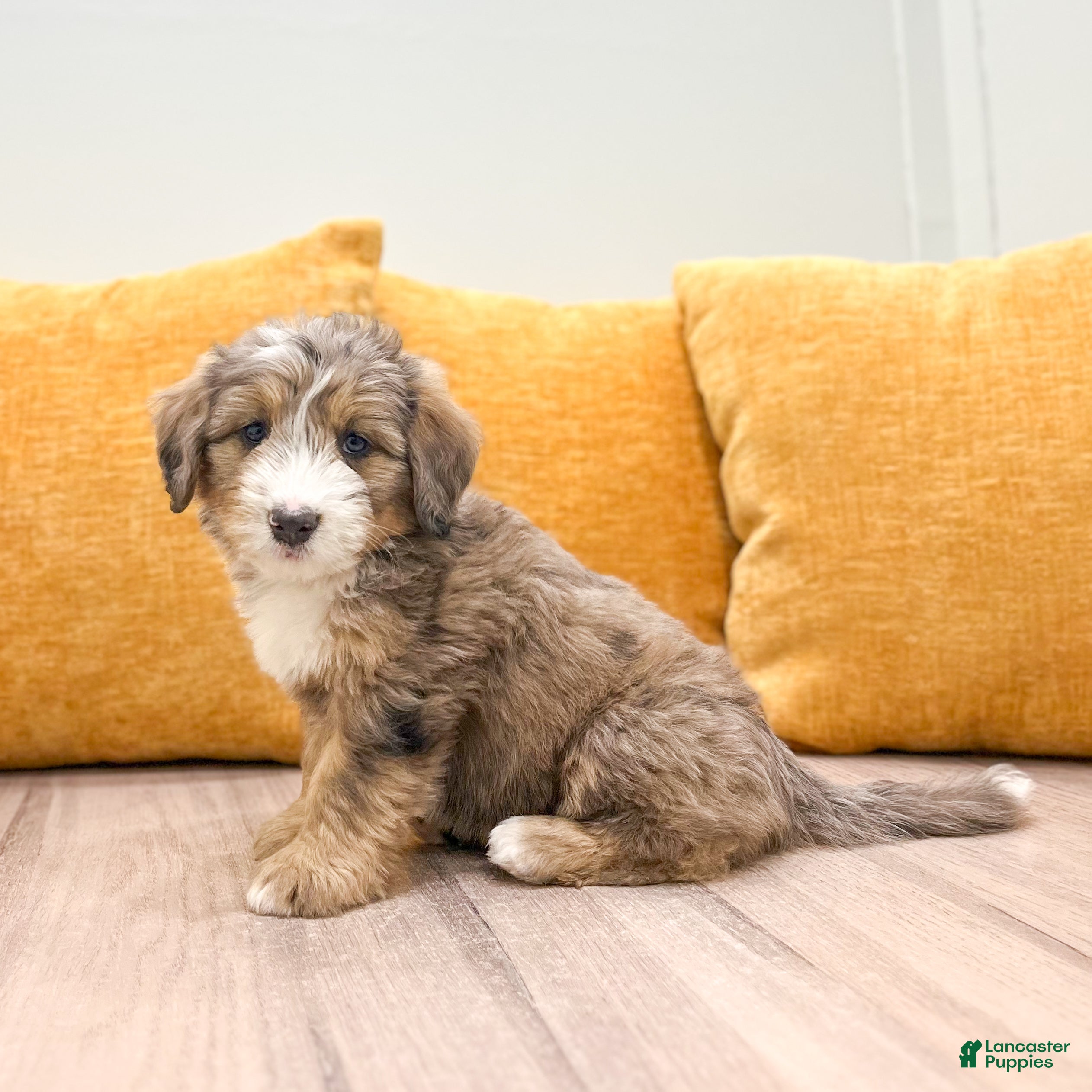 Mini Bernedoodle dogs Lady - Ad 2