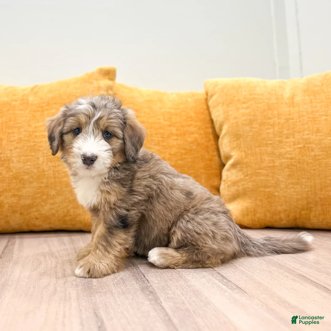 Mini Bernedoodle dogs for sale: Lady - Ad 2