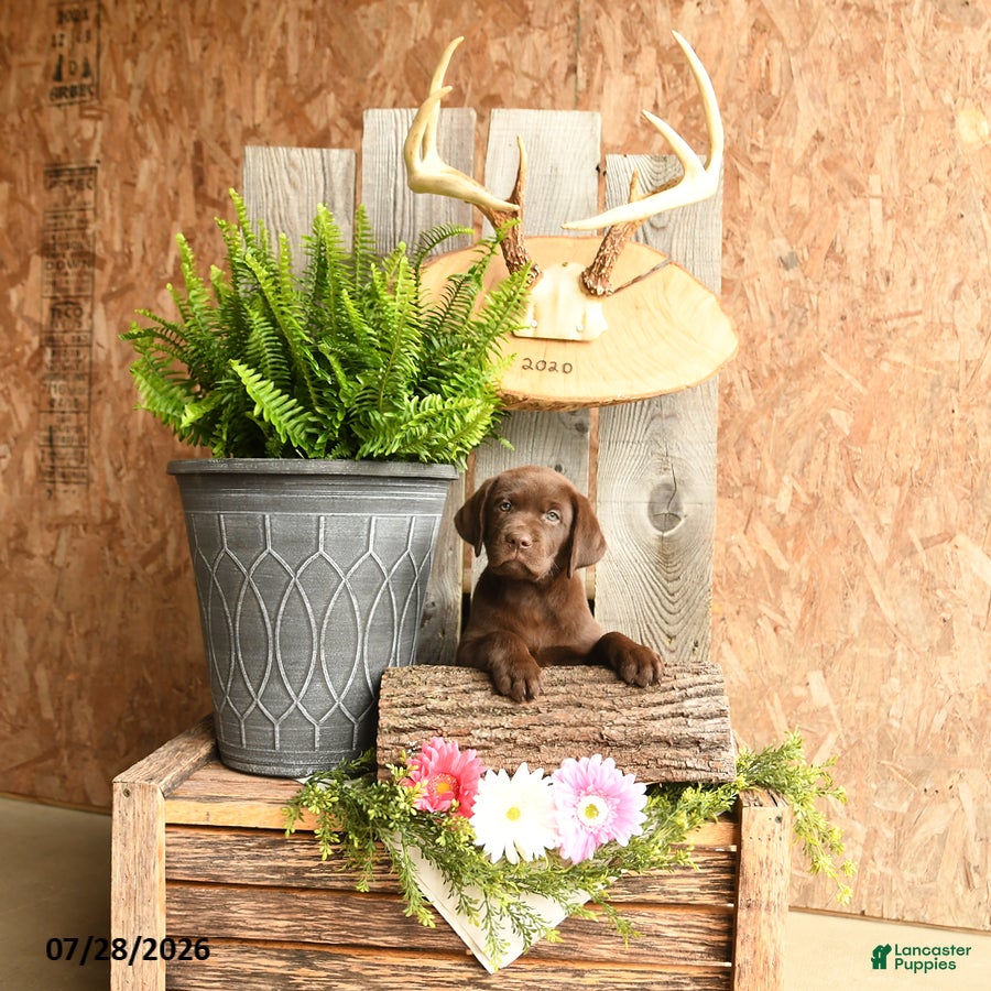 Labrador Retriever dogs Willow - Ad 2