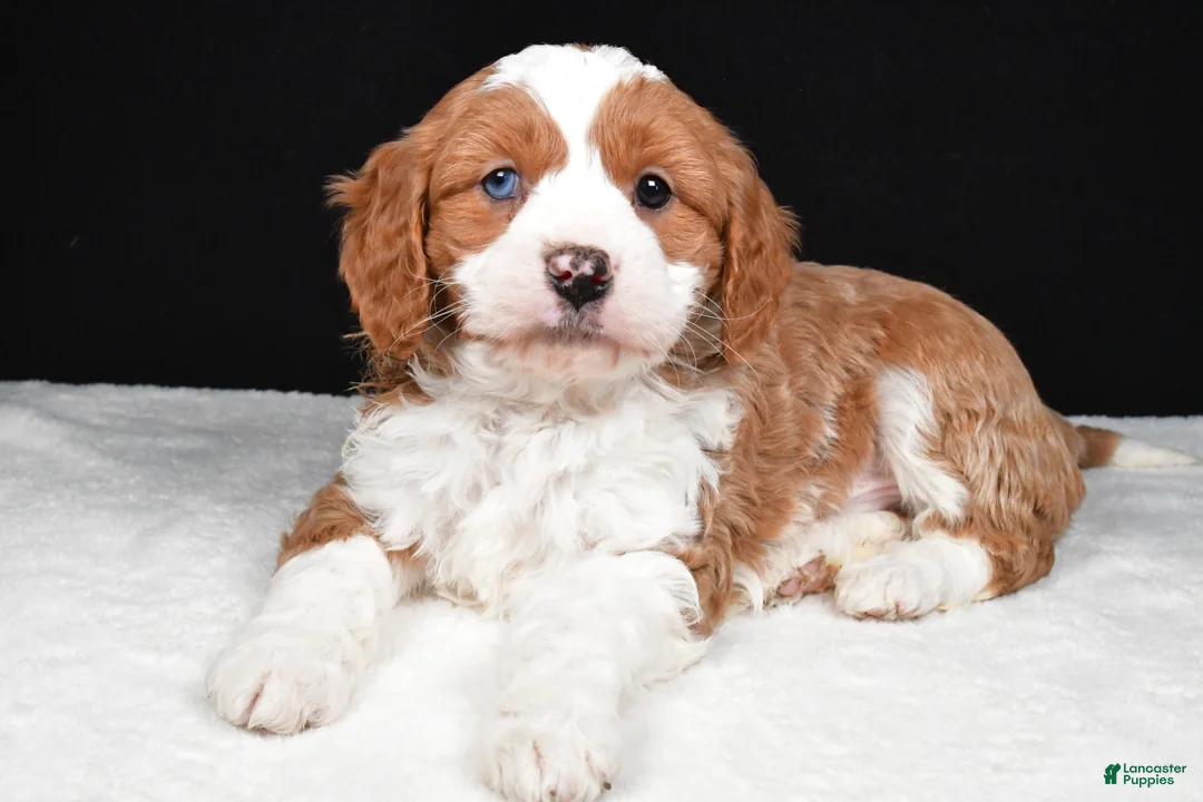 Mini Goldendoodle dogs for sale: Bennett - Ad 6