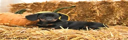 Miniature Dachshund dogs for sale: Gracie - Ad 1