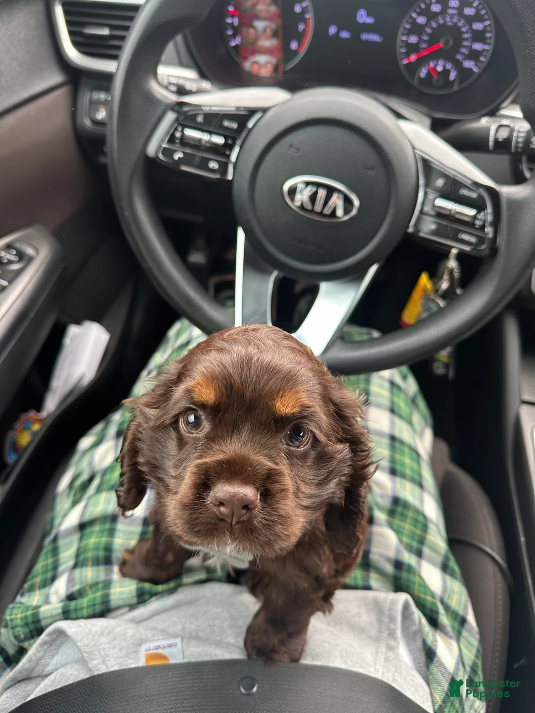 Cocker Spaniel dogs for sale: Cocker Spaniel Puppy 1 - Ad 6