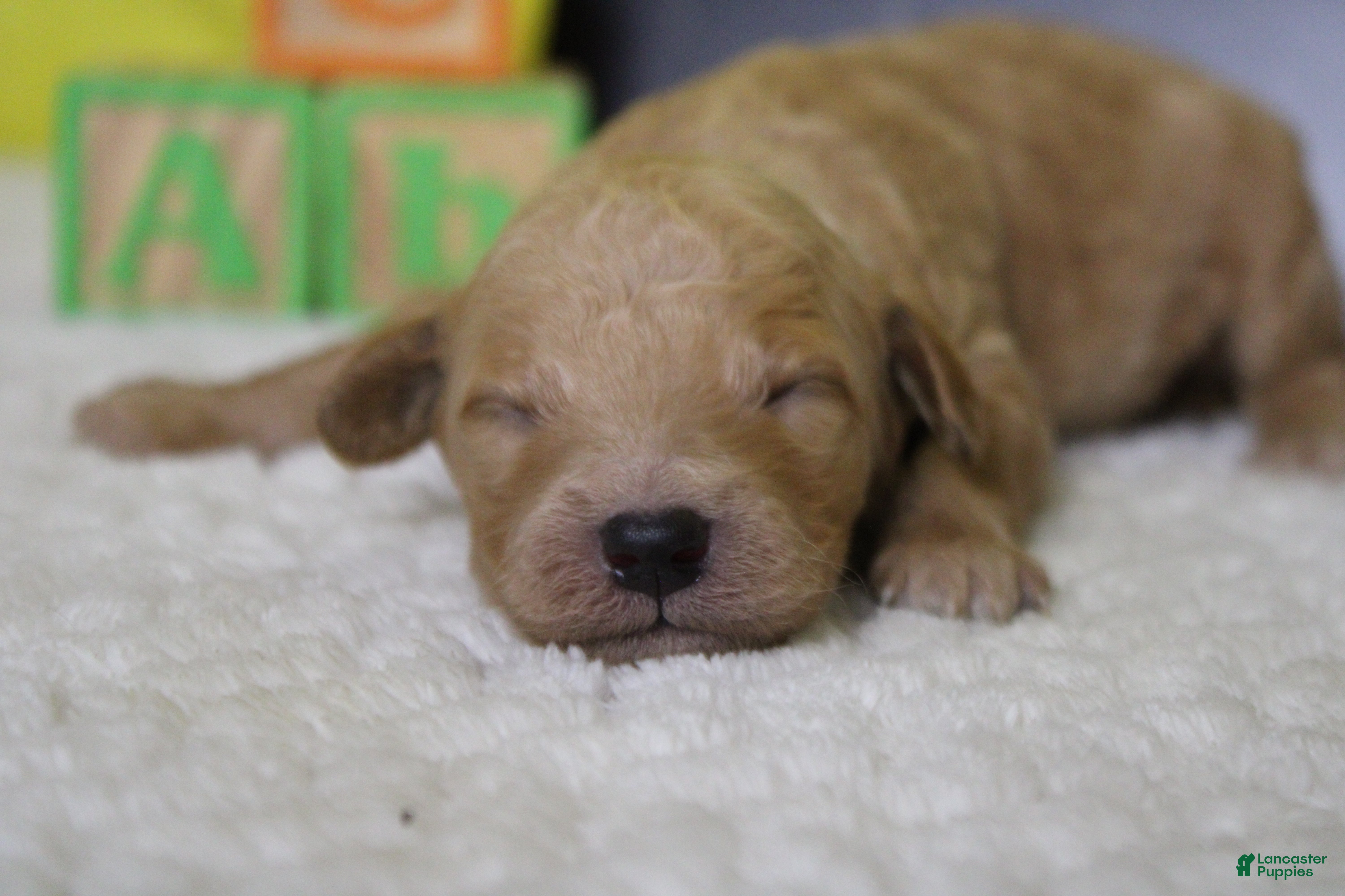 Goldendoodle dogs Alfredo - Ad 12
