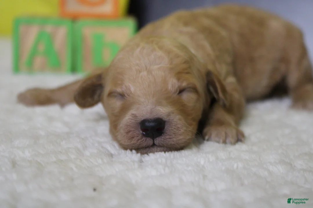 Goldendoodle dogs for sale: Alfredo - Ad 1