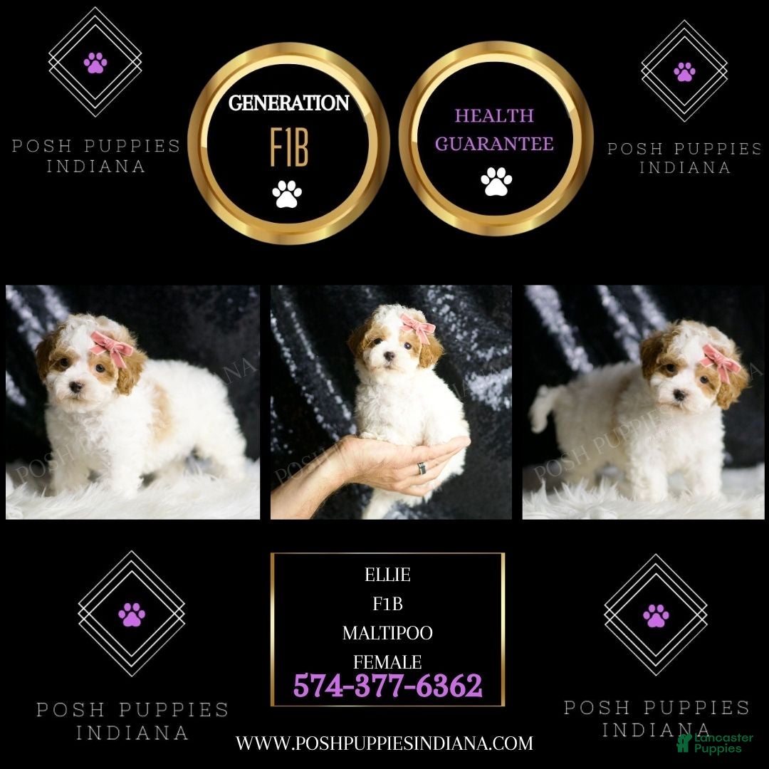 Maltipoo dogs for sale: Ellie - Ad 7