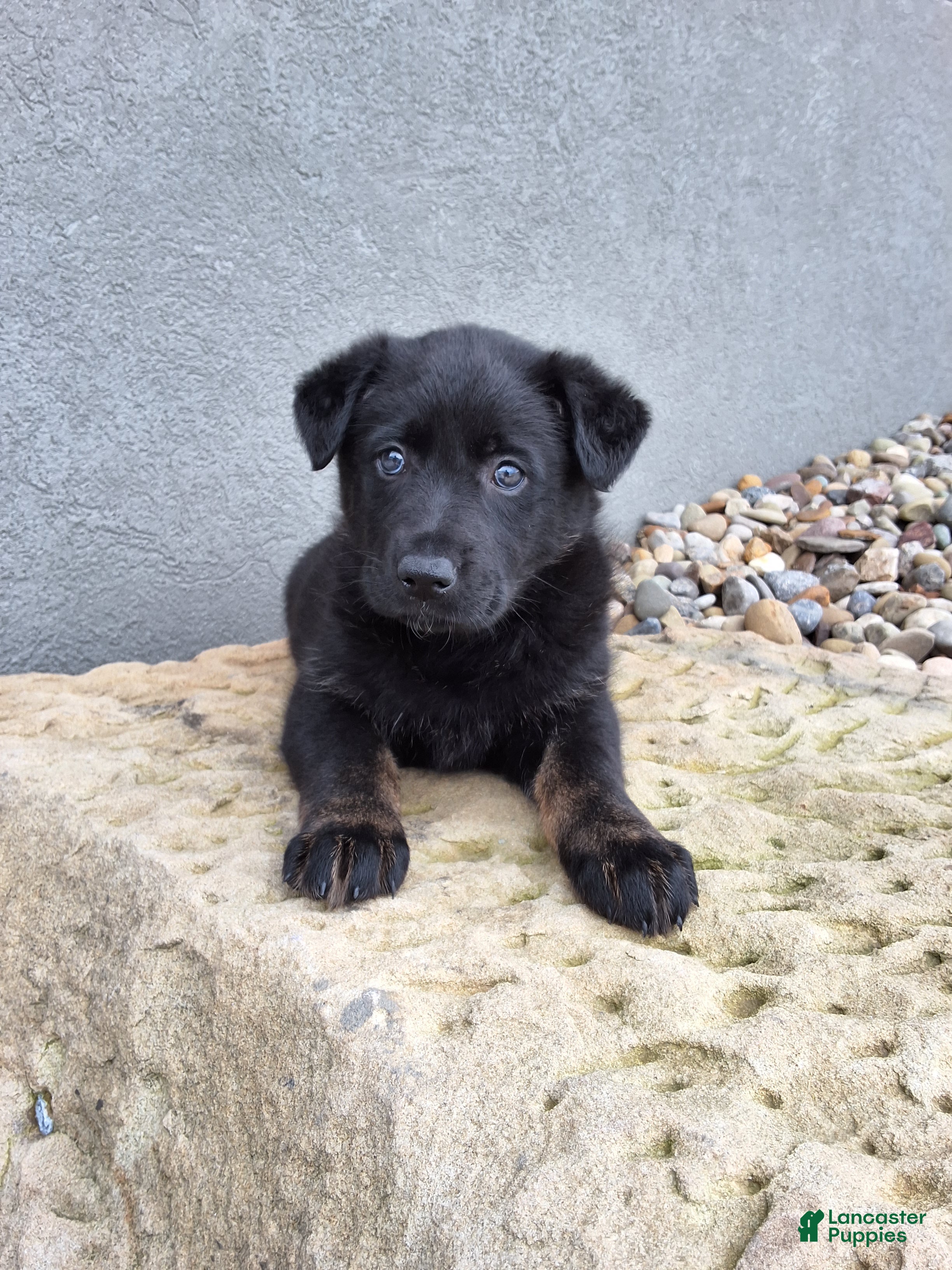 German Shepherd dogs Lola - Ad 1