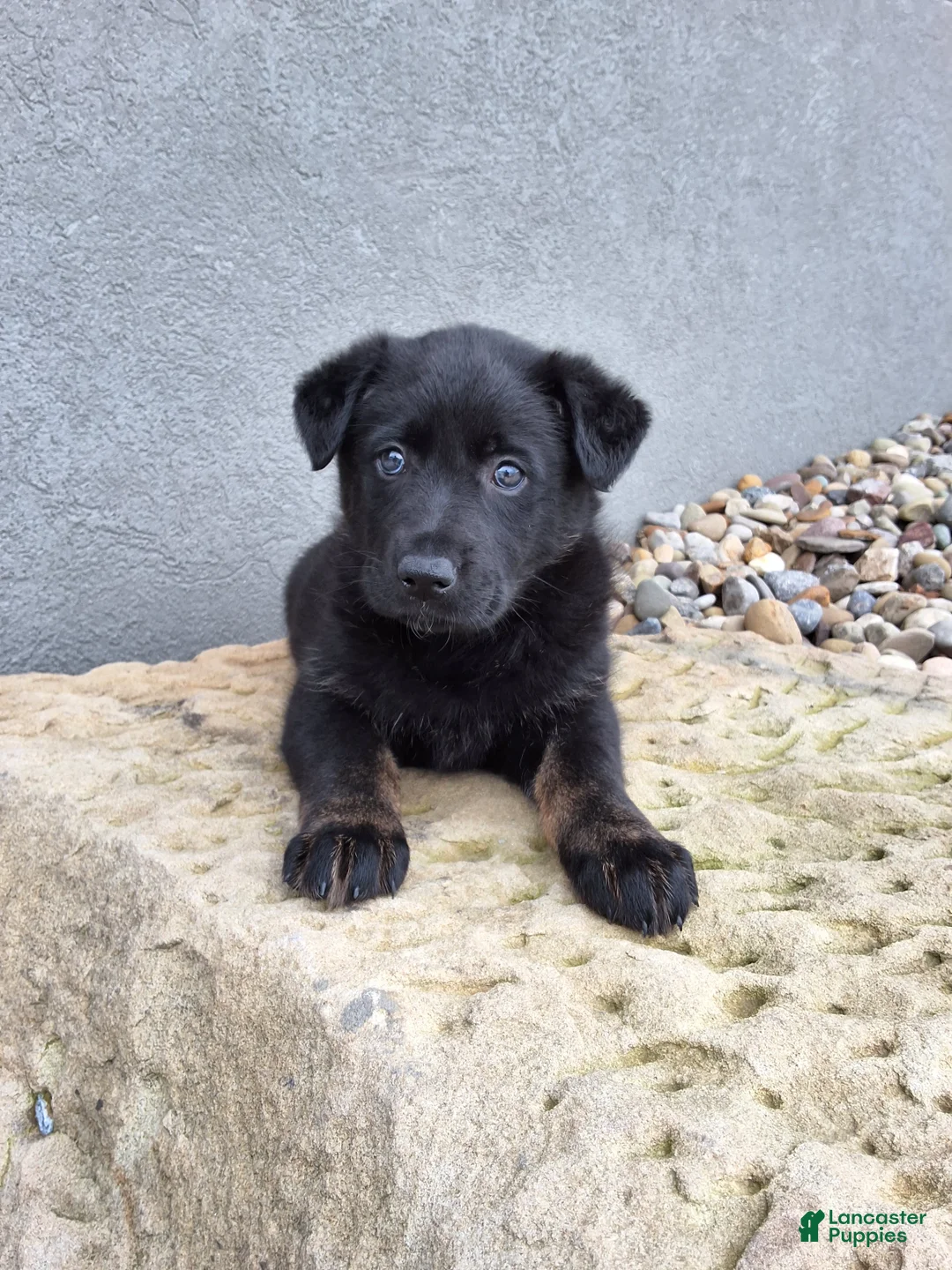 German Shepherd dogs for sale: Lola - Ad 1