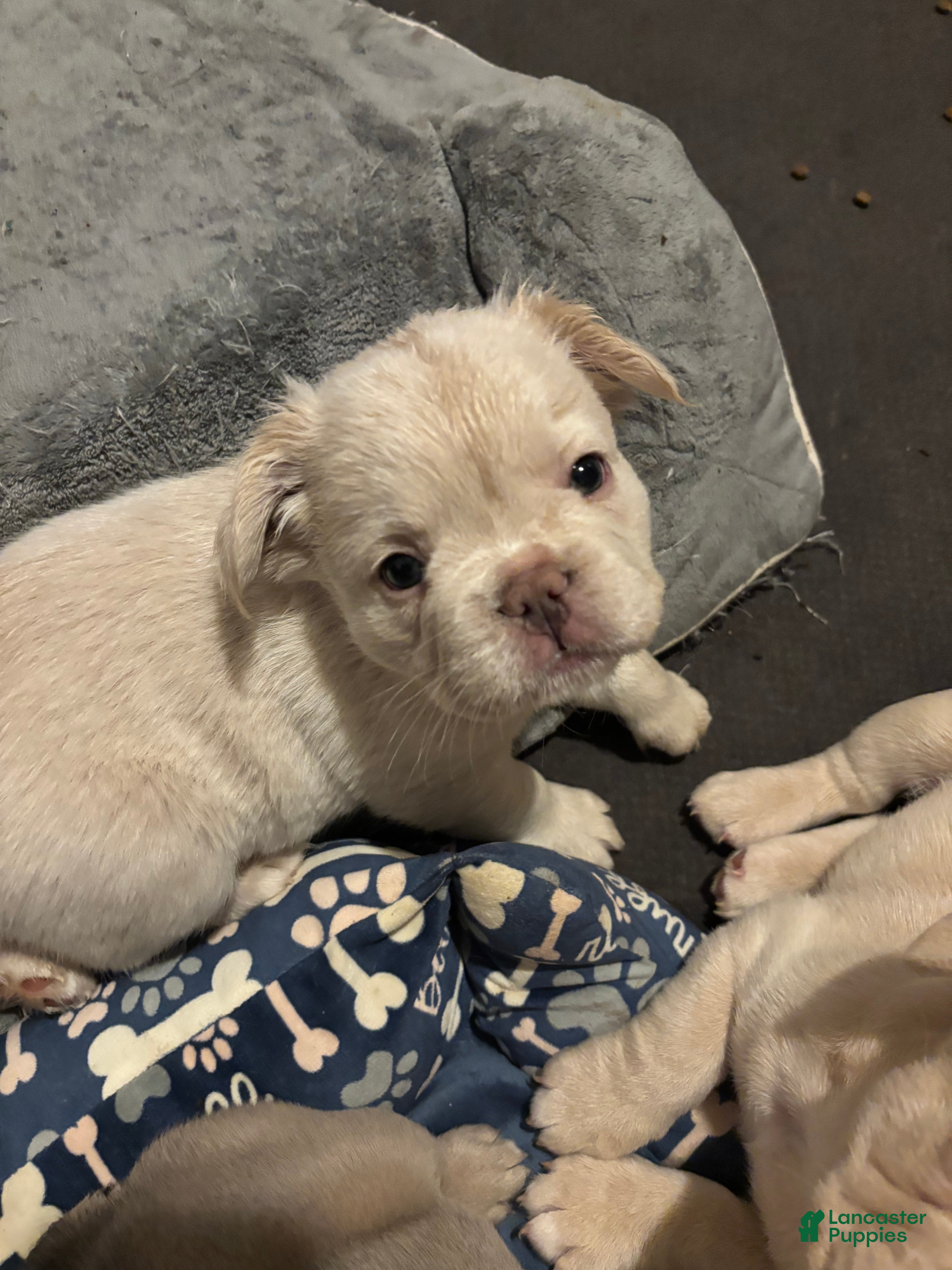 French Bulldog dogs Nico - Ad 2