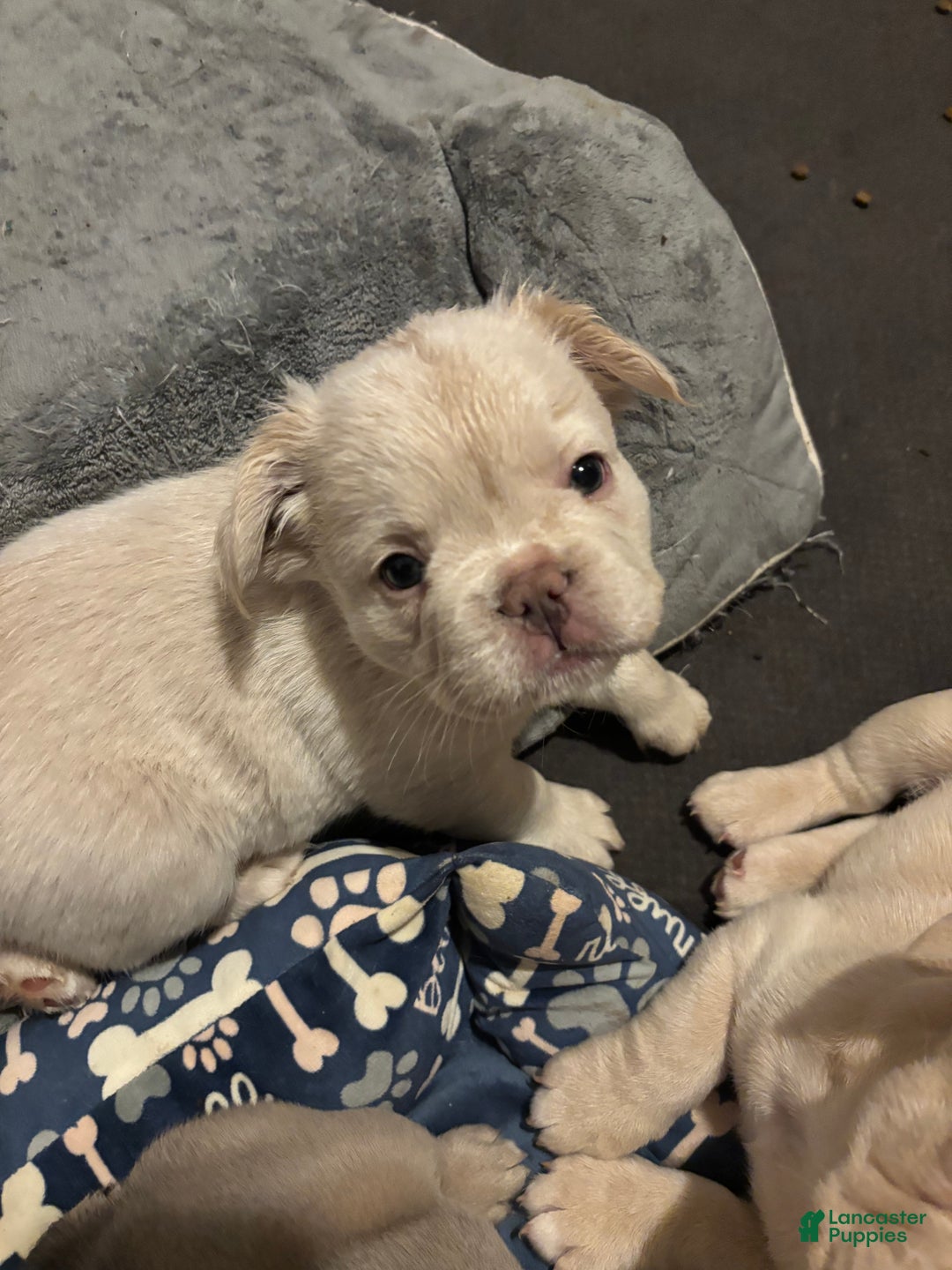 French Bulldog dogs for sale: Nico - Ad 2