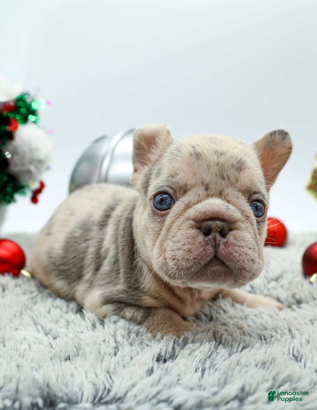 French Bulldog dogs for sale: Bank Roll - Ad 1