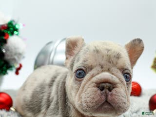 French Bulldog dogs for sale: Bank Roll - Ad 1