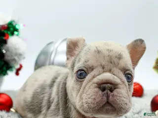 French Bulldog dogs Bank Roll - Ad 28