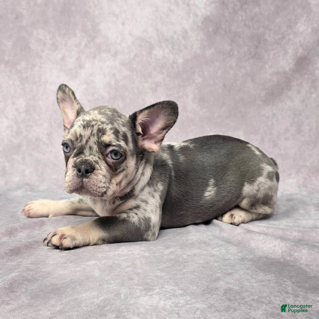 French Bulldog dogs for sale: Lily - Ad 4